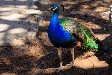 Obraz premium Vibrant Peacock on Forest Floor, Kos Greece