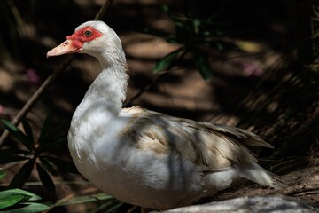 Muscovy Duck in Natural Habitat
