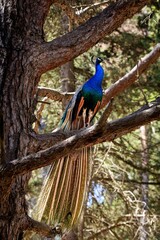 Peacock Perched on Tree Branch in Kos Forest