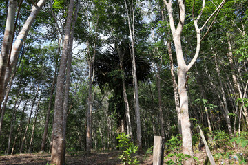 Obraz premium photo of rubber plantation