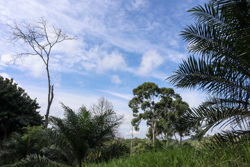 Obraz premium oil palm trees and blue sky