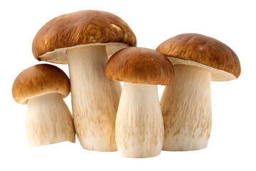 Four fresh porcini mushrooms displayed together, perfect for culinary and nature-themed projects, creating a visually appealing composition