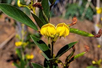 Pigeon pea (Gude, kacang gude, kacang kayo, kacang bali, Cajanus cajan, red gram, tur, pwa kongo, gungo peas) leaves, flowers and  pod with a natural background