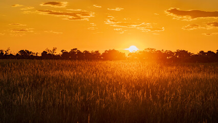 Scenic sunset at Khwai River Nature Reserve, Okavango Delta, Botswana