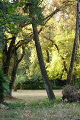 Sunlight filters through trees in a tranquil Garden of Florence, showcasing Italian landscaping
