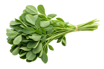 Fresh bunch of methi leaves tied together with a rubber band, ready for cooking, for culinary use and for a healthy diet