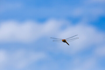 夏空で遊ぶトンボ