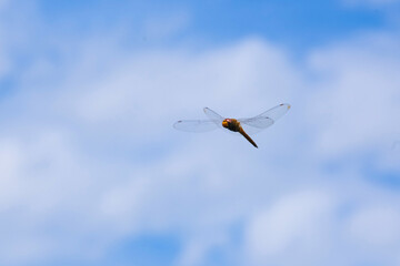 夏空で遊ぶトンボ © 正行 北島