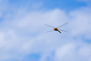夏空で遊ぶトンボ © 正行 北島