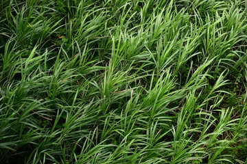 風でなぎ倒された草原