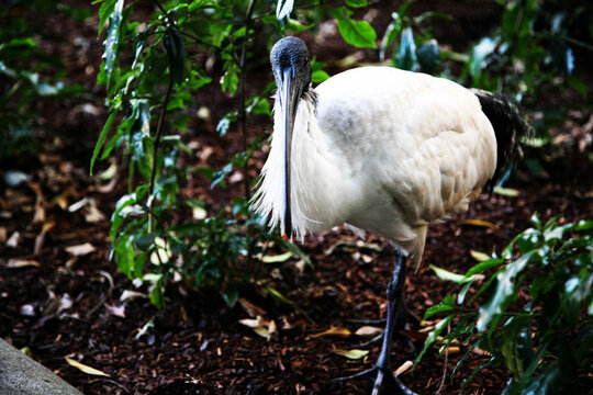 A white ibis bird with distinctive black head and long curved beak, standing among green plants and earthy ground cover, captured in a natural environment.
