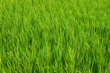 稲　田園　田んぼ