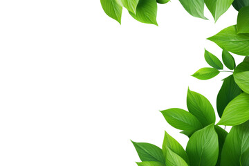 Fresh green leaves frame a transparent backdrop creating a vibrant natural border with a focus on lush greenery and a clean aesthetic