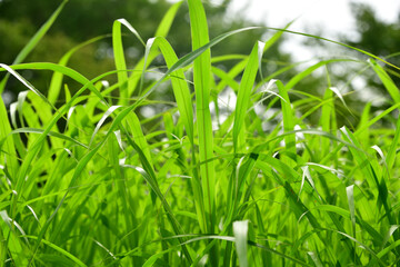 野原　夏草　雑草