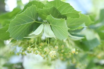 Linden tree branch with leaves and blooming flowers outdoors, closeup
