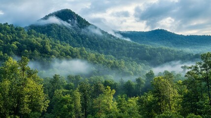 Morning landscape of a forested mountain shrouded in mist