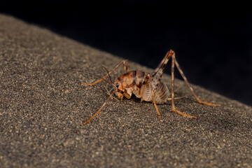 Closeup of Camel Cricket. Pest control, insect identification and nature conservation concept.