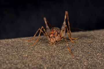 Closeup of Camel Cricket. Pest control, insect identification and nature conservation concept.