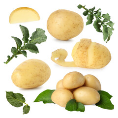 Potatoes and green plant leaves isolated on white, set