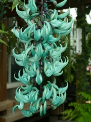 Beautiful jade vine showing its characteristic turquoise color hanging in Volunteer Park...