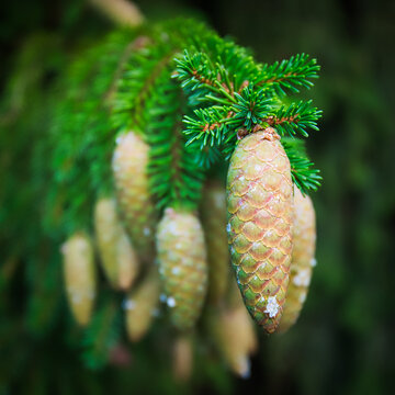 Closeup of Green Spruce Cones and Needles