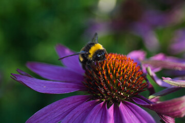 Bumblebee Feeding on Purple Coneflower (Echinacea)