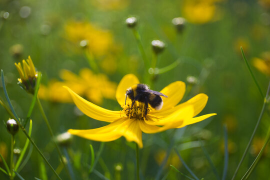 Bumblebee Collecting Nectar from a Yellow Wildflower