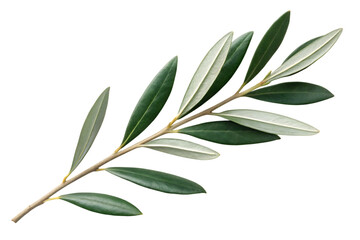 Fototapeta premium Single olive branch with fresh green leaves isolated on a black background, elegant and natural.