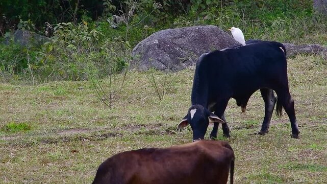 Boi pastando com gar&ccedil;a em paisagem rural
