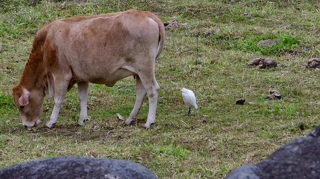 Vaca pastando com gar&ccedil;a em paisagem rural