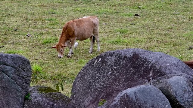 Vaca pastando com gar&ccedil;a em paisagem rural