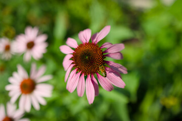 A bee on a beautiful flower