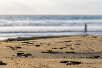 cangrejos en la playa
