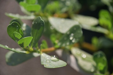 Water Droplets on Plant Leaf