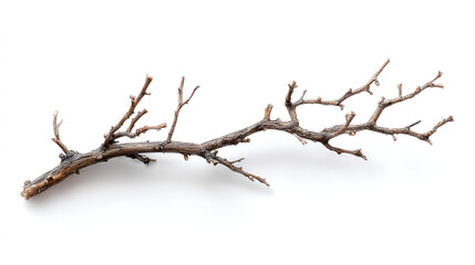 Obraz premium Close-Up of a Dry Branch Isolated on a Light Background