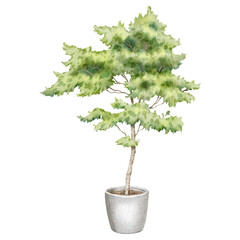 Watercolor illustration of small decorative tree in a pot. Green houseplant illustration. For flower shops, printing on postcards, greeting cards, business cards, etc.