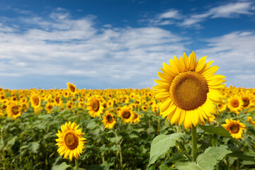 Fototapeta premium Vibrant Sunflower Field under Blue Sky