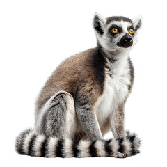Close-Up of a Ring-Tailed Lemur Isolated on Transparent Background