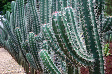 big cactus tree in garden