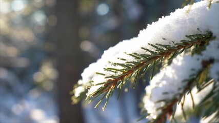 Crisp white snow blankets the needles of a pine bough, backlit by the warm glow of winter sunlight. - Powered by Adobe