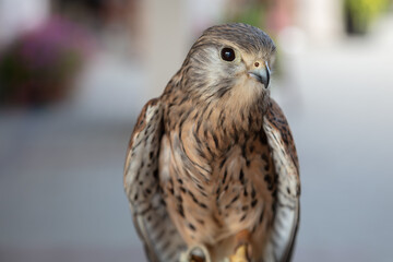 Small Falcon Kestrel Portrait Close Up Raptor Bird