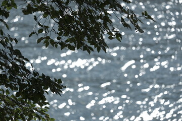 木々、葉、自然、水面、反射、きらきら、光、河、川、海、表面