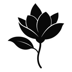 Magnolia flower on white background 