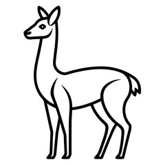 Vicuna on white background