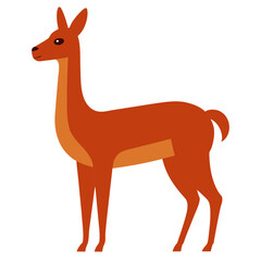 Vicuna on white background
