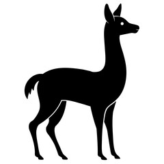Vicuna on white background