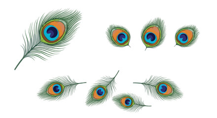 Obraz premium Composition of several peacock feathers with vibrant colors scattered on a white background view