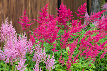 Flowerbed with blooming pink and red Astilbe Japonica flowers against dark brown fence