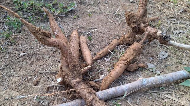 Freshly Harvested Cassava Root on Soil Surface &ndash; Closeup 4K
