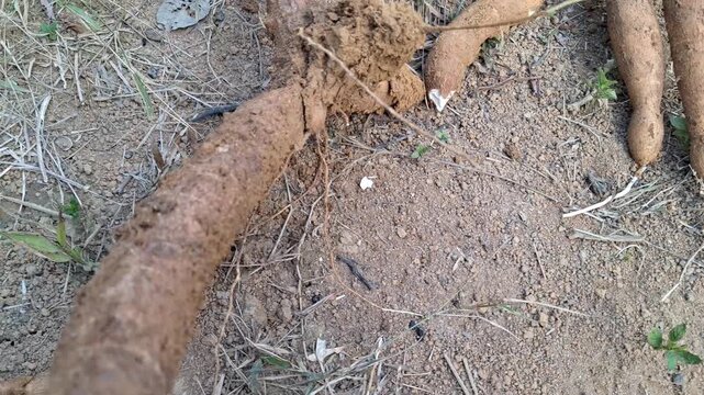 Freshly Harvested Cassava Root on Soil Surface &ndash; Closeup 4K